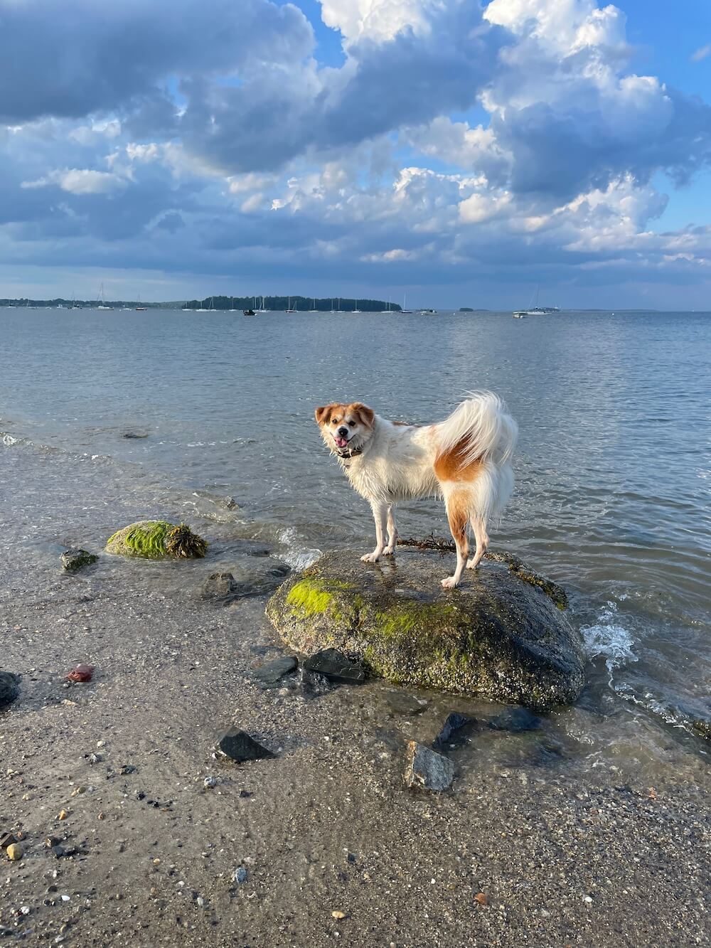 Marty on a rock in the ocean