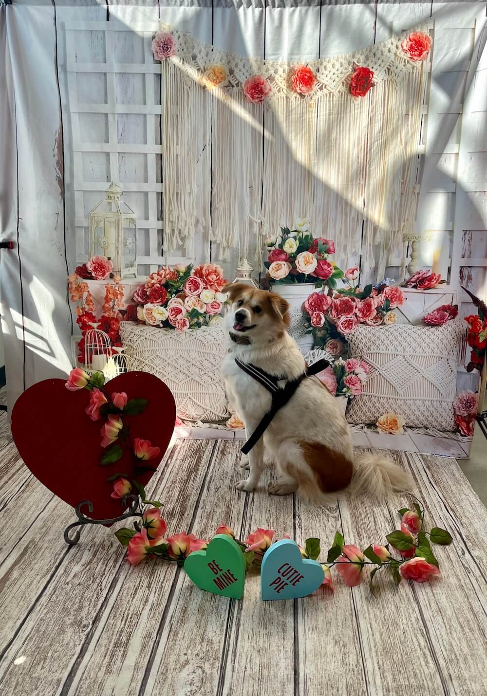 Marty in a Valentine's Day display